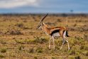 025 Masai Mara, thomsongazelle